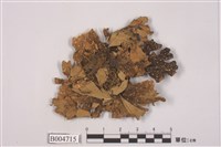 藏品(牛皮葉屬)的圖片